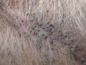 Комедоны у собак Фото