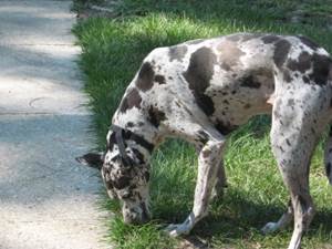 Копрофагия у собак Фото