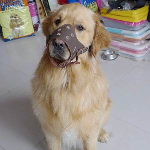 Копрофагия у собак Фото