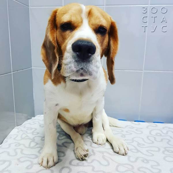 Кормление животных спинальников Фото кормление животных-инвалидов