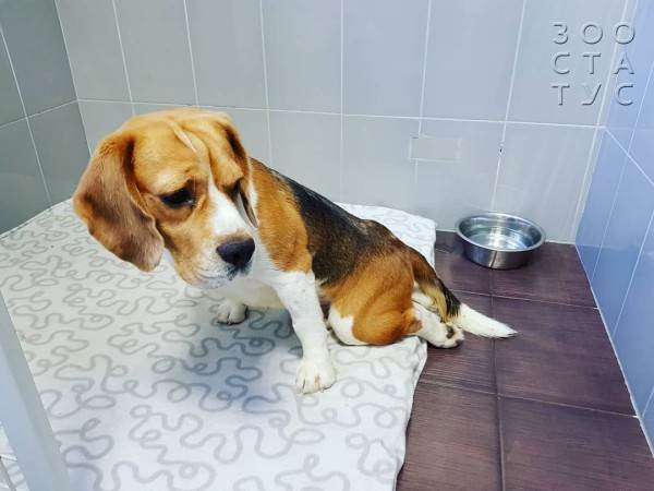 Кормление животных спинальников Фото кормление животных-инвалидов