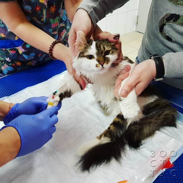 Кормление животных спинальников Фото кормление животных-инвалидов