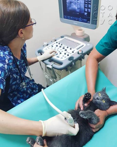 Кормление животных спинальников Фото кормление животных-инвалидов