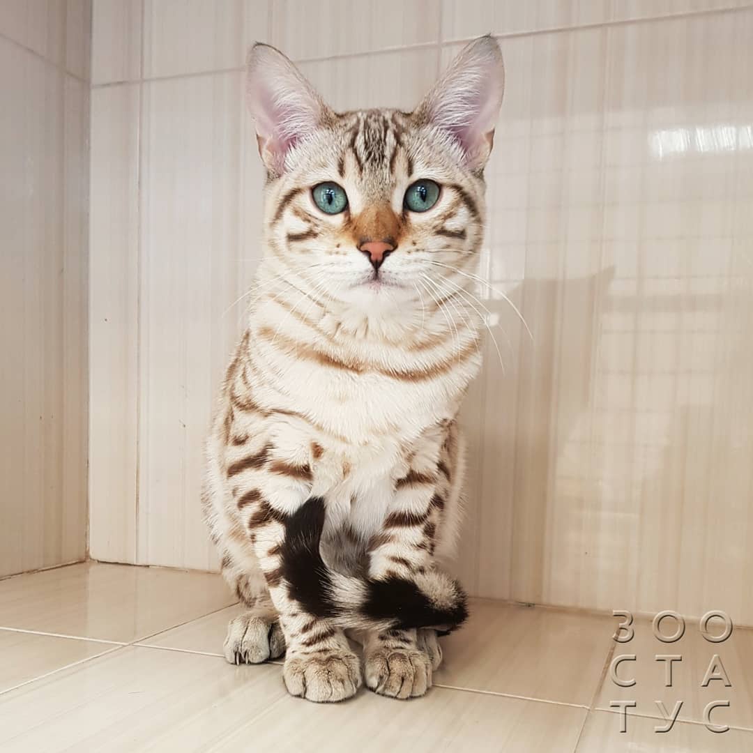 почему у кошек и собак разный корм