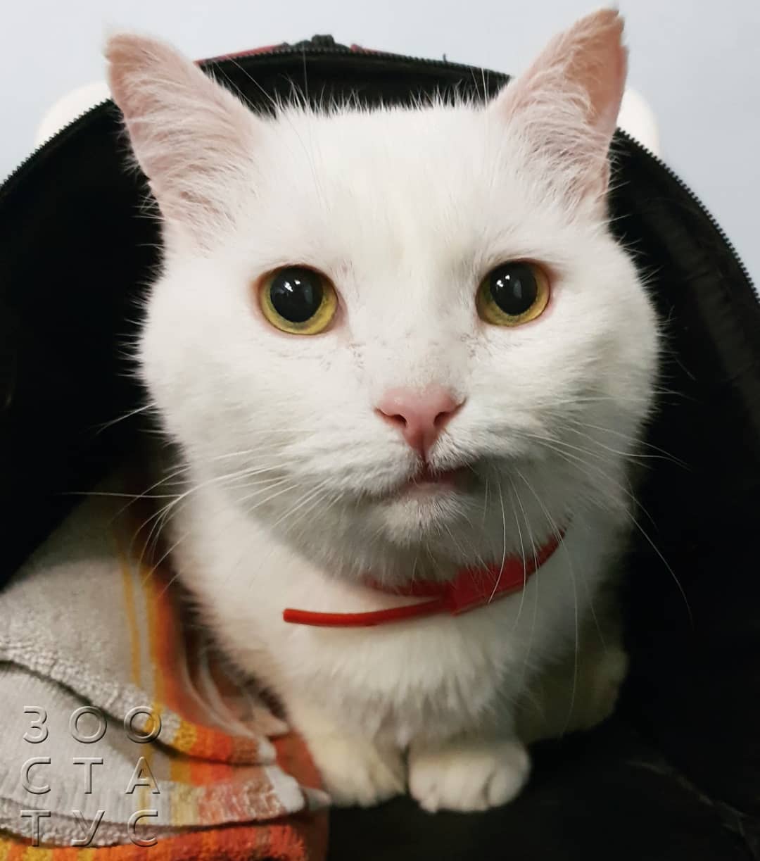 Кошка хромает на задние лапы
Фото кошка хромает