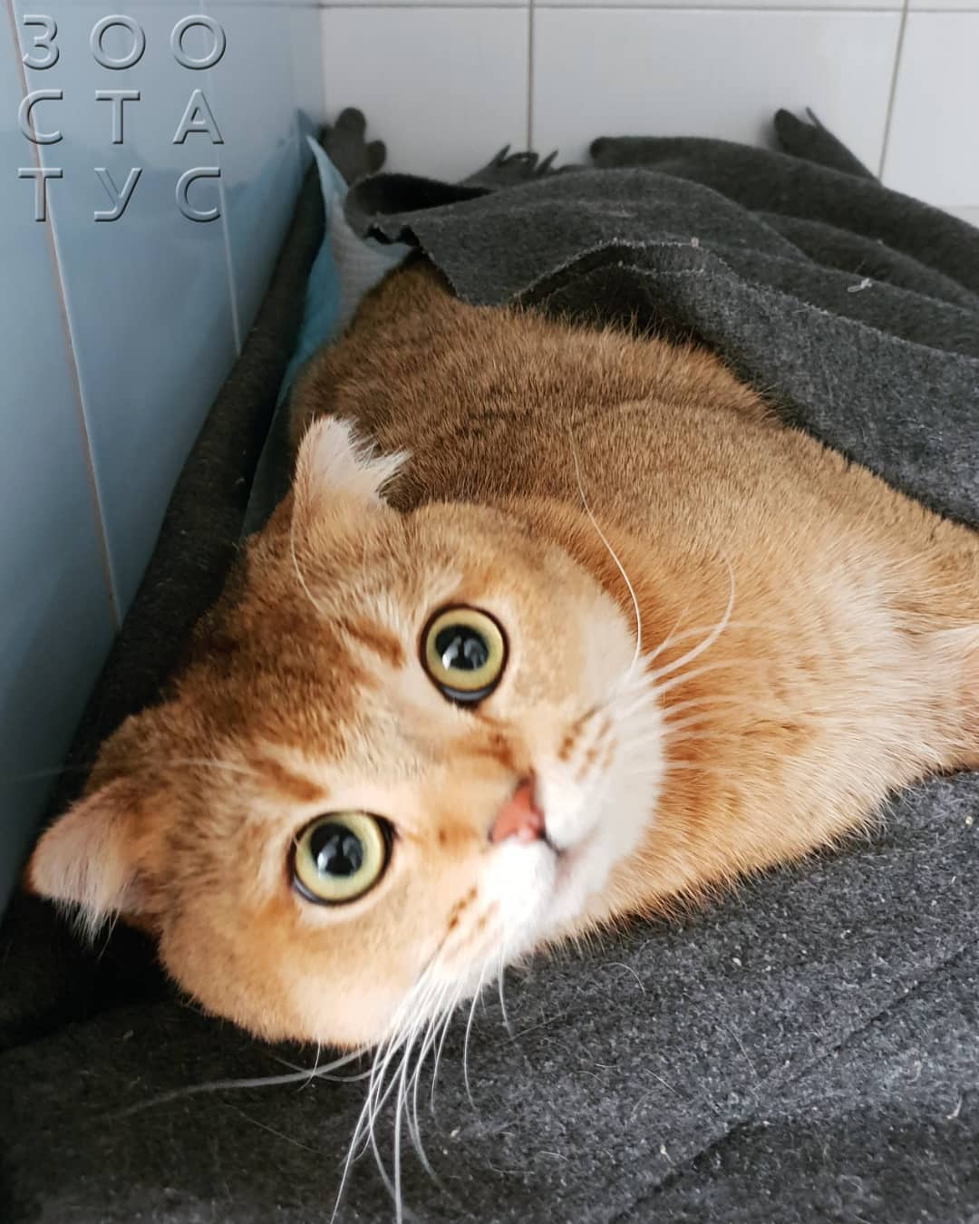 Кошка хромает на задние лапы
Фото кошка хромает