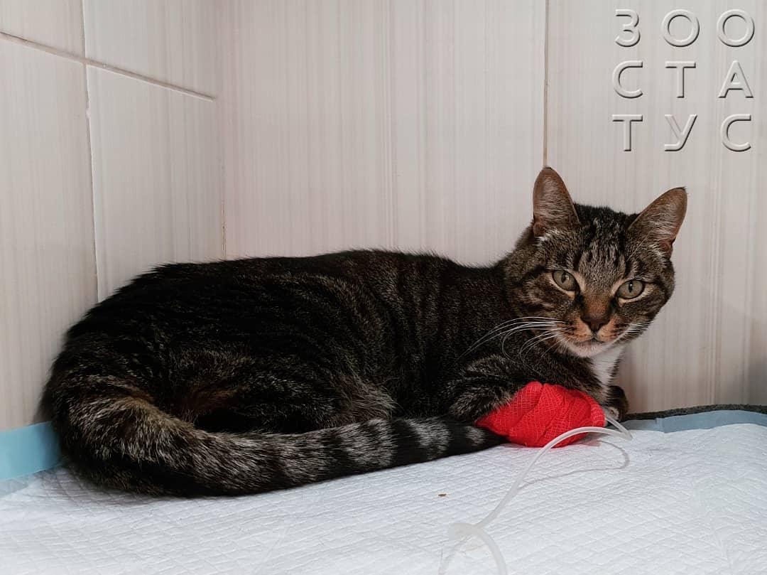 Кошка хромает на задние лапы
Фото кошка хромает