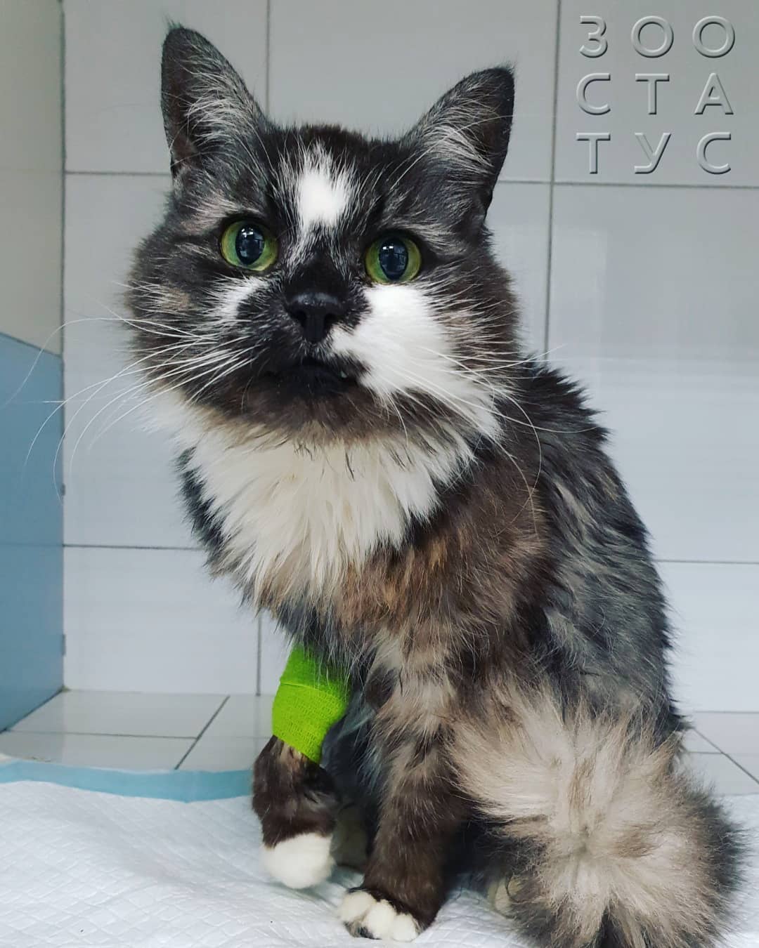 Кошка хромает на задние лапы
Фото кошка хромает