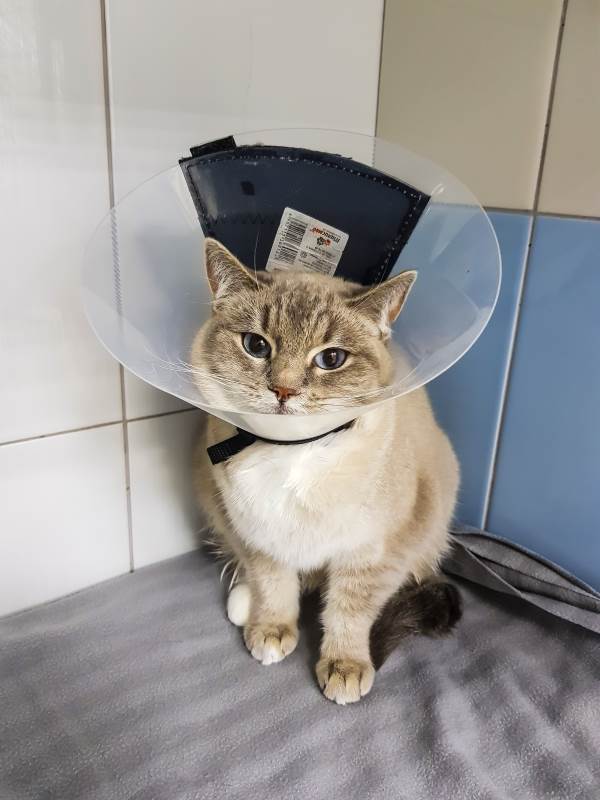 Воротник на кошке для защиты от расчесывания
Фото кошка в воротнике для защиты