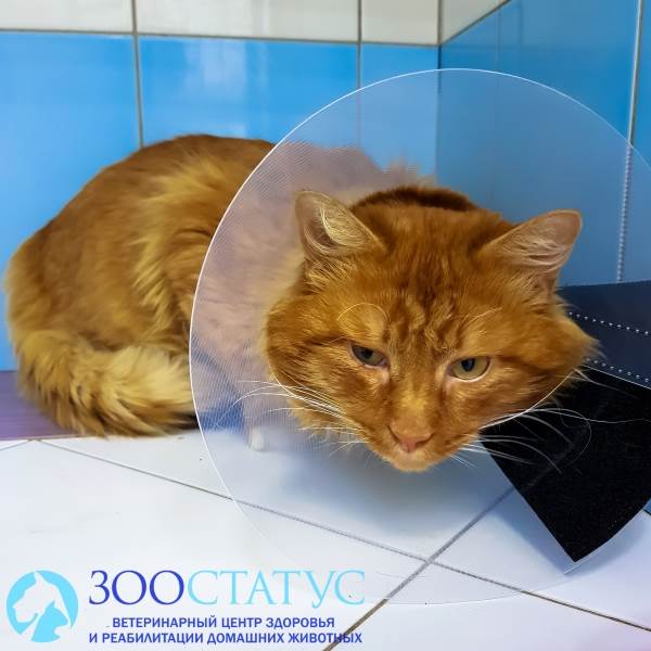 Коты с крипторхизмом Фото крипторхизм у котов