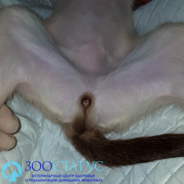 Кот крипторх Фото односторонний крипторхизм у котов