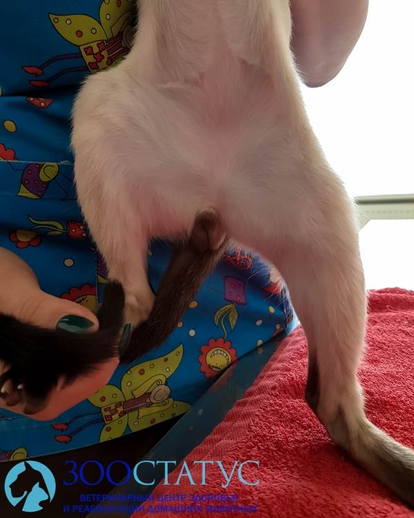 Кот крипторх Фото кот с односторонним крипторхизмом фото