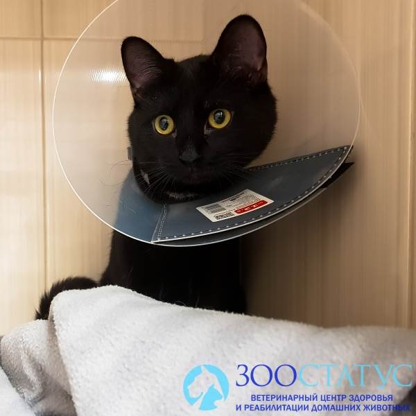 Кот крипторх Фото односторонний крипторхизм у котов