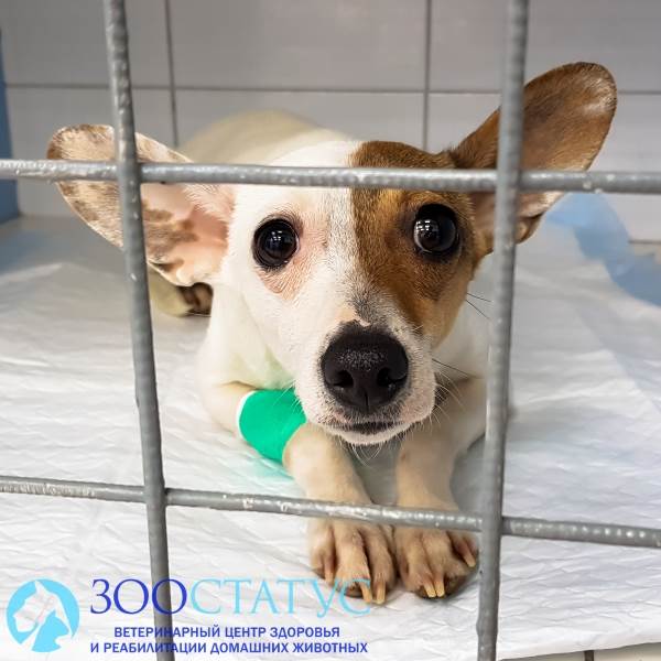 Крипторхизм у собак Фото собака крипторх