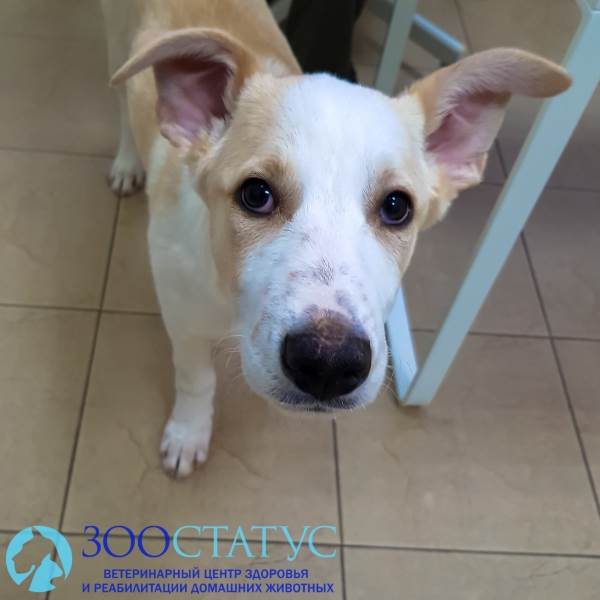 Крипторхизм у собак Фото собака крипторх