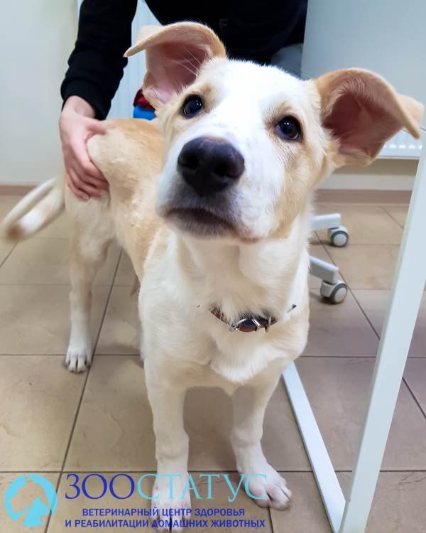 Крипторхизм у собак Фото собака крипторх