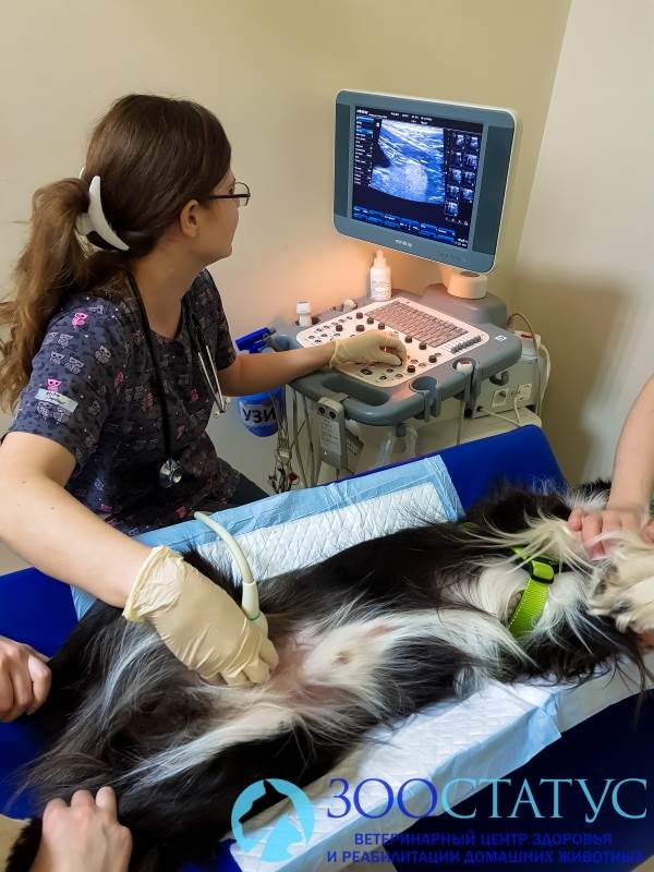 Крипторхизм у собак Фото собака крипторх