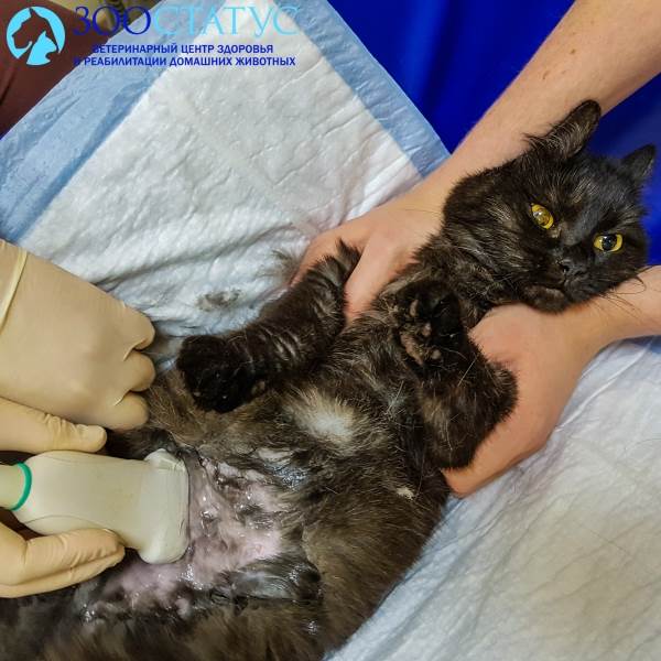 УЗИ кошке
Фото