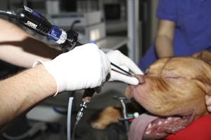 Кровотечение из носа у собак (эпистаксис) Фото