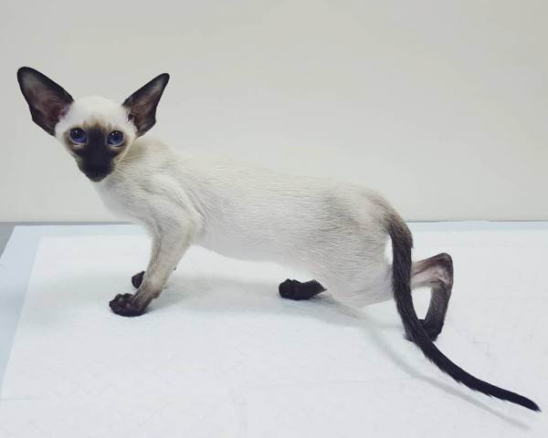 Как купить животное в питомнике Фото как правильно купить котенка в питомнике