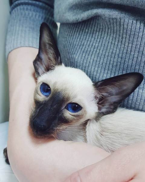 Как купить животное в питомнике Фото как правильно купить котенка в питомнике