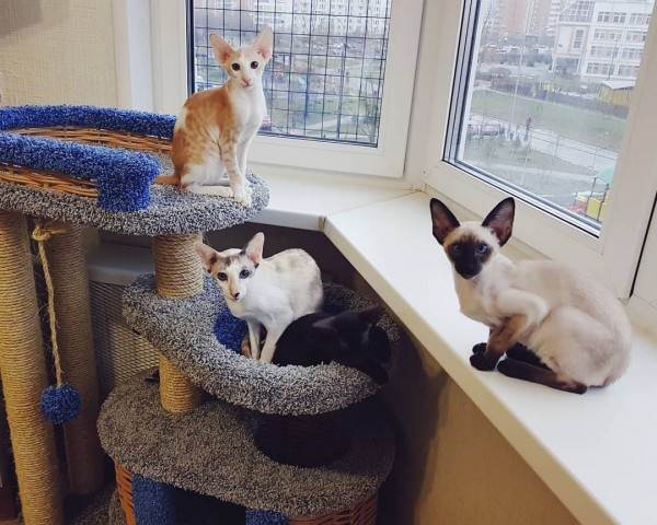 Как купить животное в питомнике Фото как правильно купить котенка в питомнике