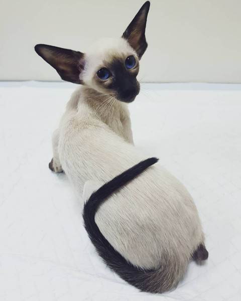 Как купить животное в питомнике Фото как правильно купить котенка в питомнике