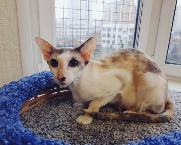 Как купить животное в питомнике Фото как правильно купить котенка в питомнике