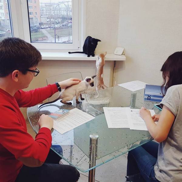 Как купить животное в питомнике Фото как правильно купить котенка в питомнике