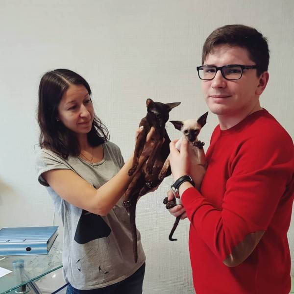 Как купить животное в питомнике Фото как правильно купить котенка в питомнике