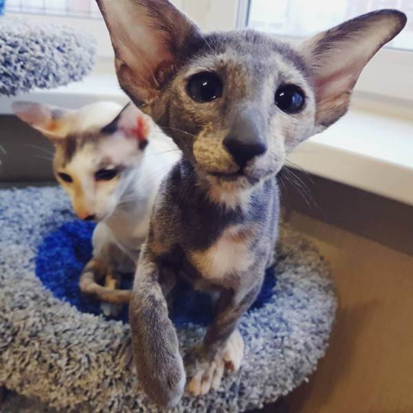 Как купить животное в питомнике Фото как правильно купить котенка в питомнике