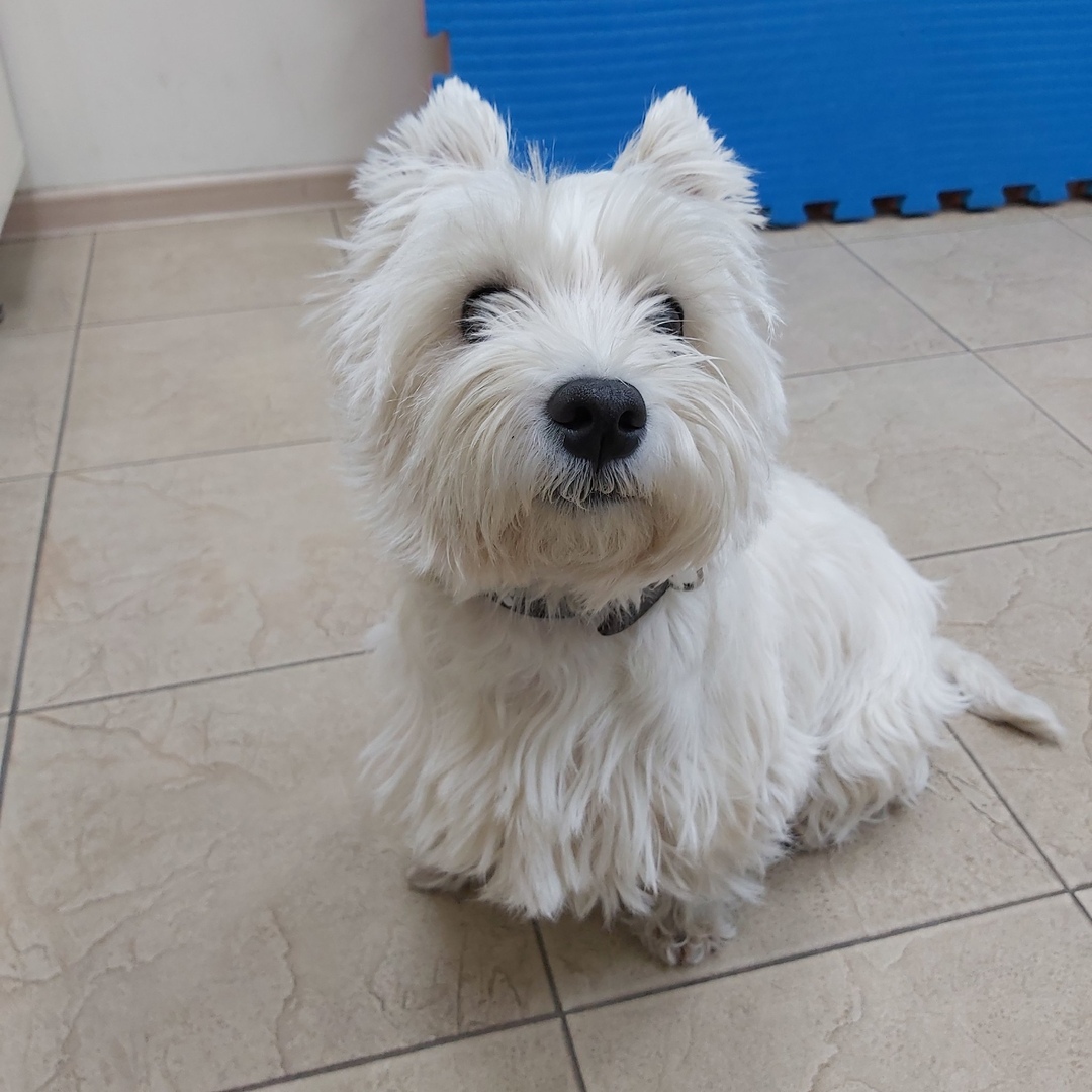 Курс витаминов для собак и кошек Фото курс витаминов для животных