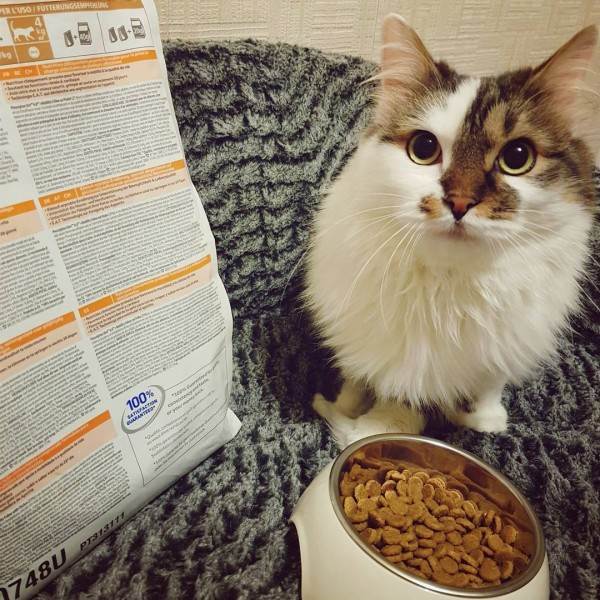 Лечебный корм для животных Фото лечебные ветеринарные диеты