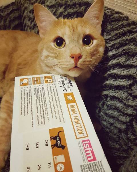 Лечебный корм для животных Фото лечебные ветеринарные диеты