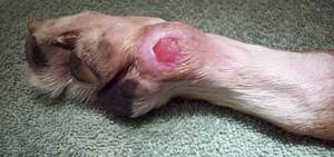 Лечение пролежней у собак и кошек Фото