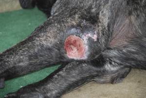 Лечение пролежней у собак и кошек Фото