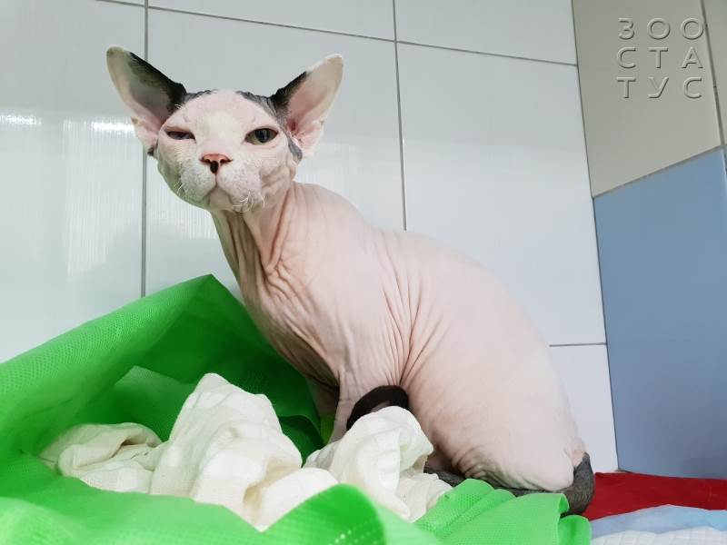 опасность лилий для кошек