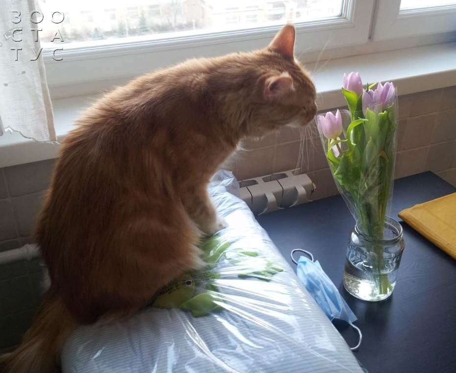 опасность лилий для кошек