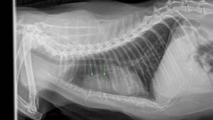 Лимфома у кошек Фото