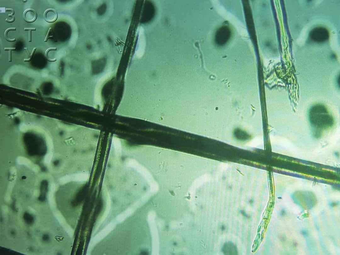 Лишай у кошек Фото стригущий лишай у кошки