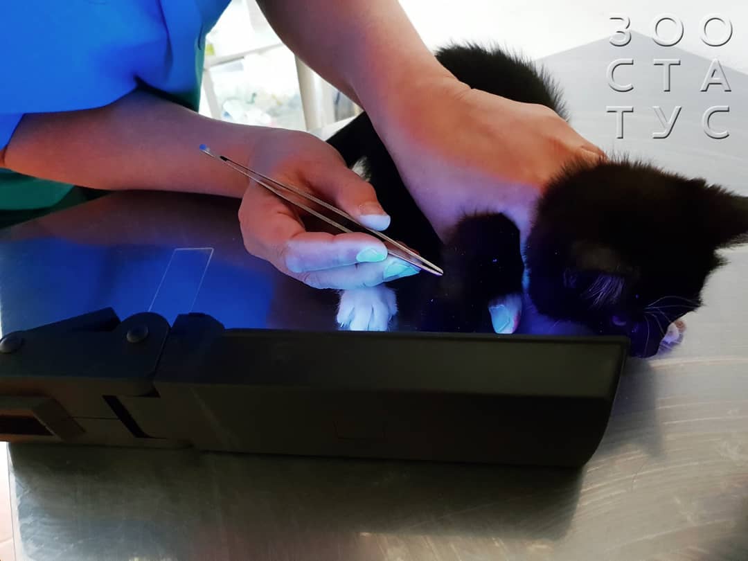 Лишай у кошек Фото стригущий лишай у кошки