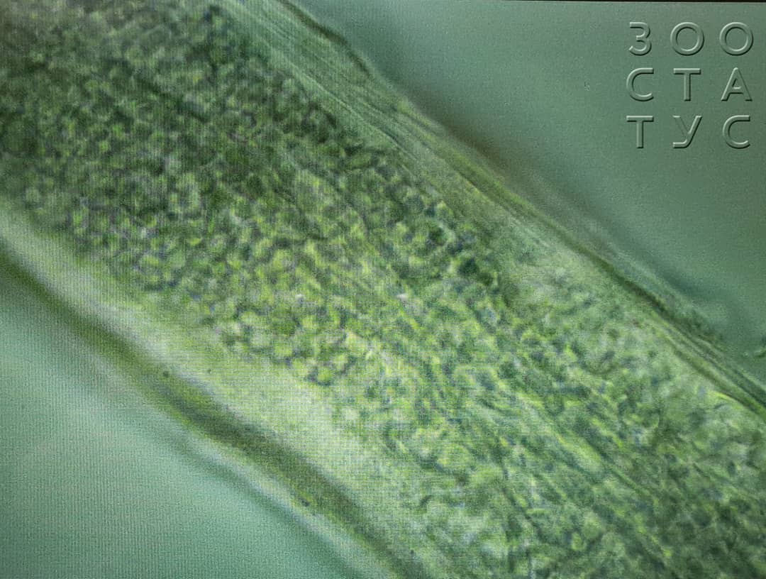 Лишай у кошек Фото стригущий лишай у кошки