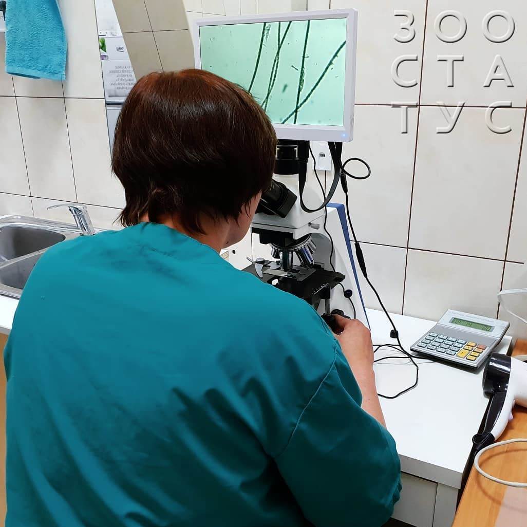 Лишай у кошек Фото стригущий лишай у кошки