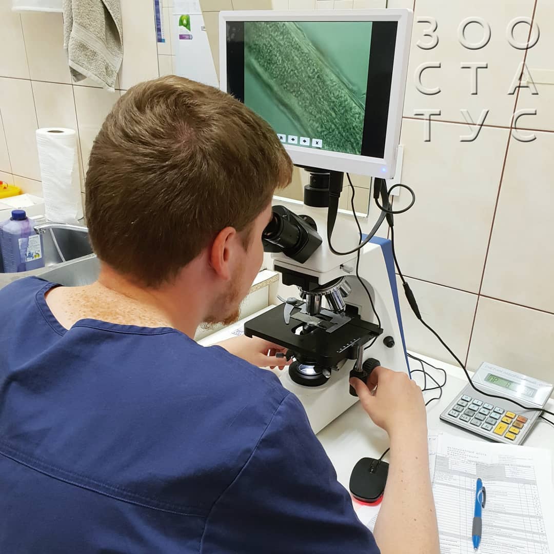 Лишай у собак Фото стригущий лишай у собак