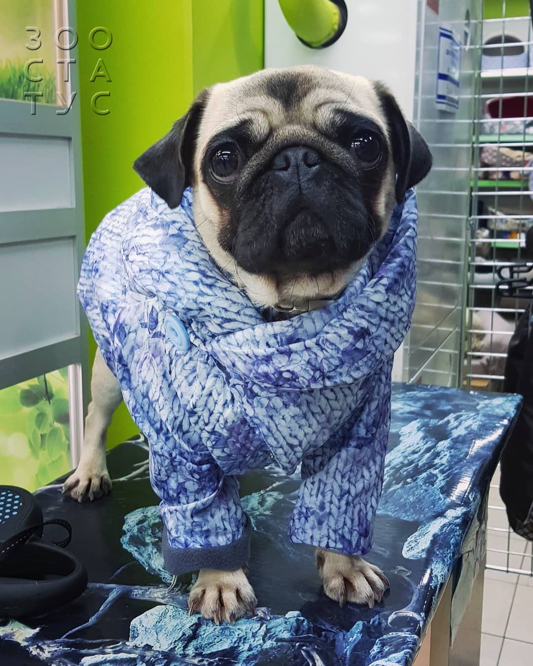 Лишай у собак Фото стригущий лишай у собак