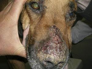 Листовидная пузырчатка Фото