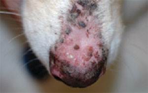 Листовидная пузырчатка Фото