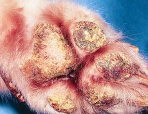 Листовидная пузырчатка Фото