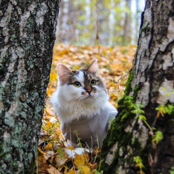 Мануальное отдавливание мочевого пузыря у животных Фото мифы об отжимании спинальников