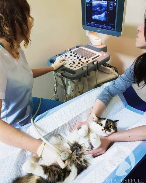 Мануальное отдавливание мочевого пузыря у животных Фото мифы об отжимании спинальников